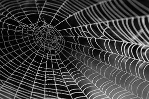 Spiders Web
